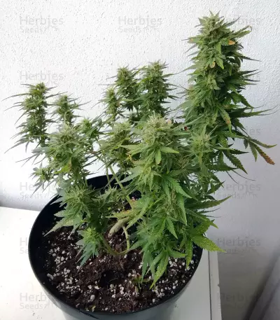 BCN Power Plant Seeds