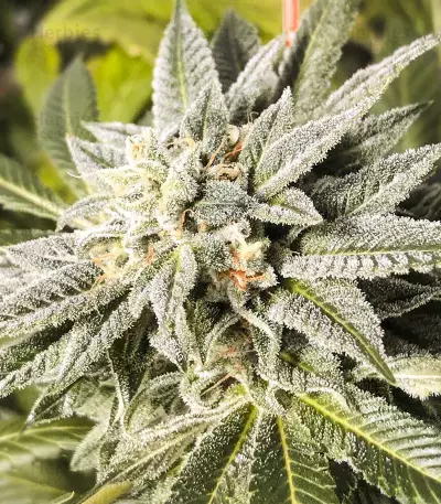 Biker Kush Seeds