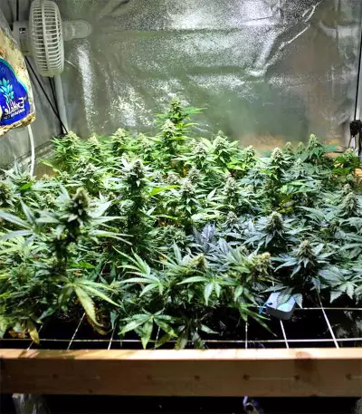 Black Destroyer feminized seeds