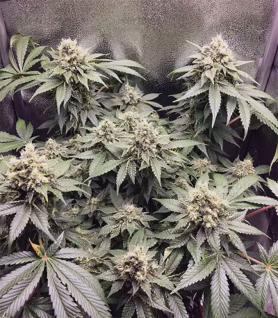 Black Jack Seeds