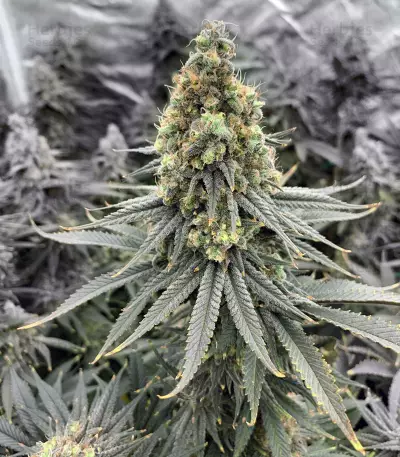 Blubonik Seeds