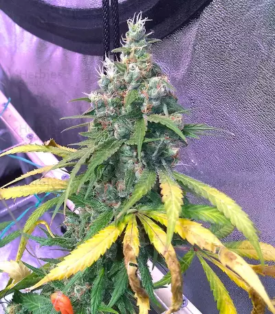 Blue Cheese Seeds (Big Buddha Seeds)