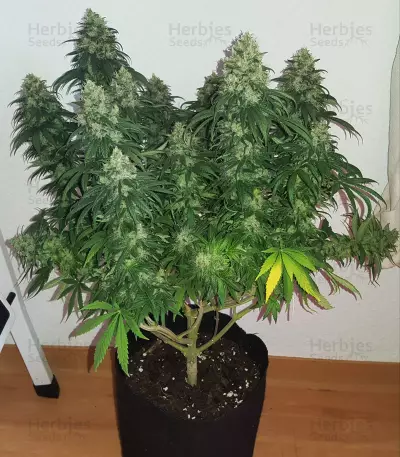 Bruce Banner strain