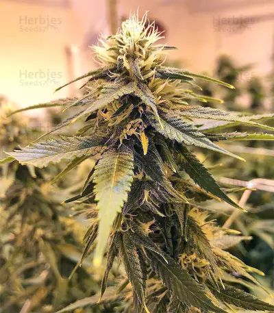 Graines de cannabis Buzz Light Gear (Dr. Krippling Seeds)