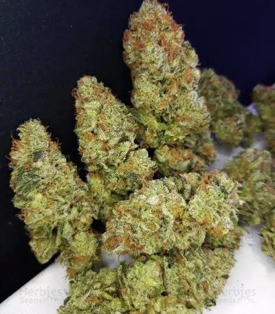 Buzz 'n' Smiles Super Lemon Haze (Big Head Seeds)