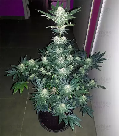 Buzz 'n' Smiles Super Lemon Haze (Big Head Seeds)
