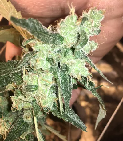 Cinderella 99 Regular (Brothers Grimm Seeds)