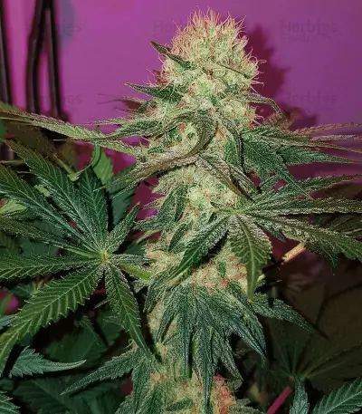 Critical Mass Seeds (Mr. Nice Seedbank)