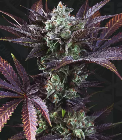 French Macaron feminized seeds
