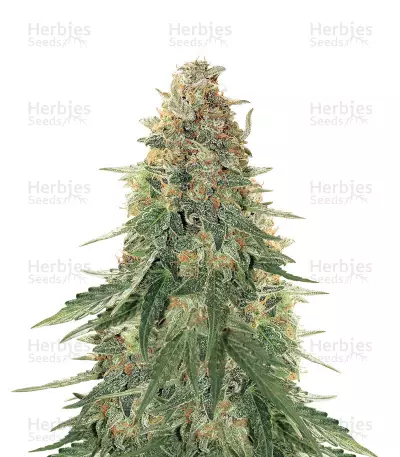 Girl Scout Cookies Auto feminized seeds (Garden of Green)