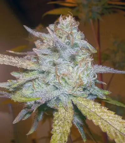 Headstash (Karma Genetics)