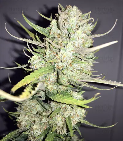Jack Diesel Express Auto feminized seeds