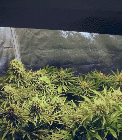 Graines de cannabis Kong 47 (Dr. Underground)