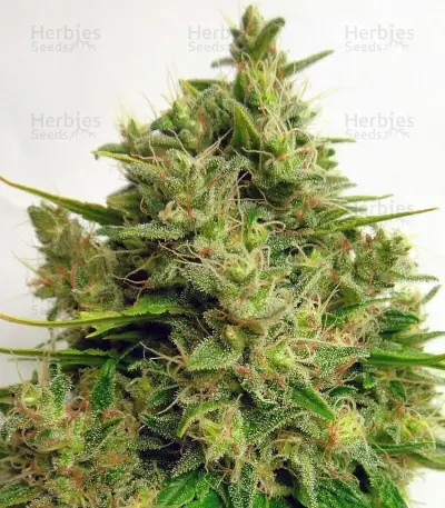 Malawi x PCK (Ace Seeds)