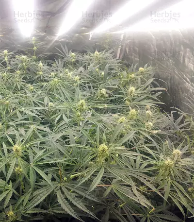Malawi x Panama Seeds
