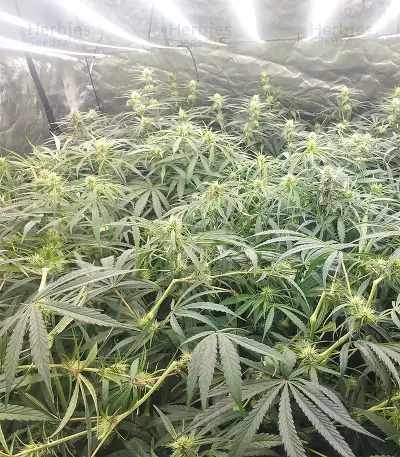 Malawi x Panama Seeds