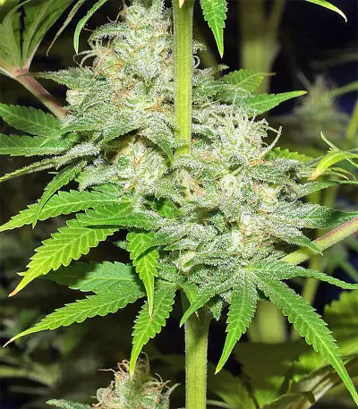 Nepal Jam regular (Ace Seeds)