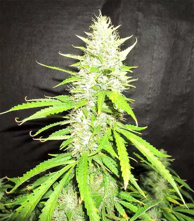 Pro Auto Mix Seeds (Seedstockers)