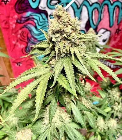 Northern Lights Seeds (Sensi Seeds)