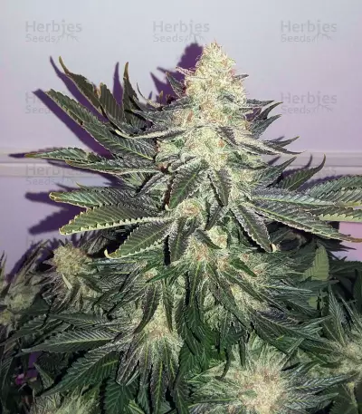 Purple Kush Seeds