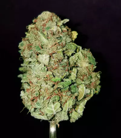 Graines de cannabis Road Dawg Regular (Karma Genetics)
