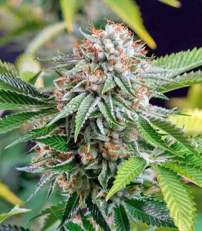 Sapphire OG (Humboldt Seeds Organization)