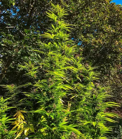 Semi femminizzati Skywalker Kush