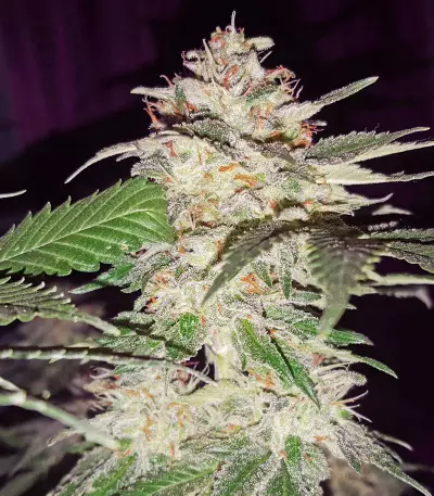 Sour Diesel (Reserva Privada)