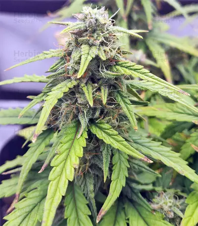 Strawberry Gum feminized seeds