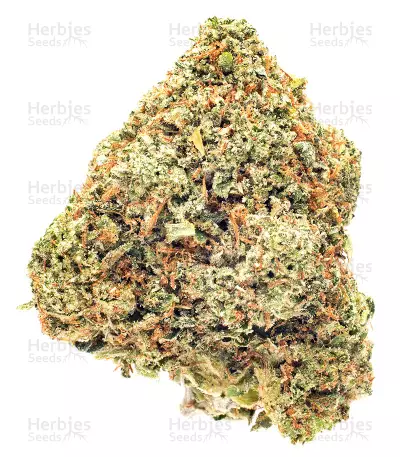 Sugarloaf (CannaBioGen)