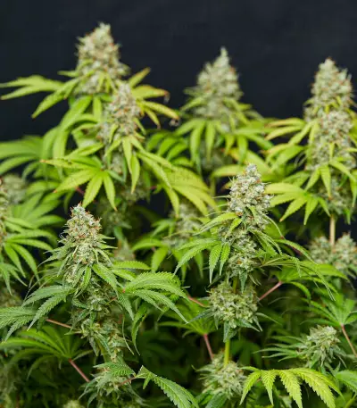 Semillas feminizadas Trainwreck