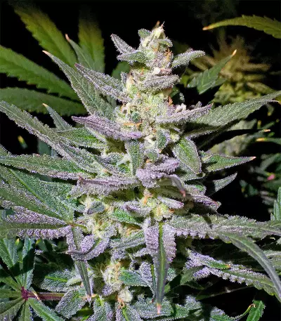 White Diesel Haze Automatic feminized seeds