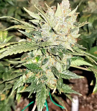 White Widow Auto