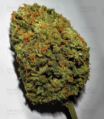 Z Auto feminized seeds (Original Sensible Seeds)