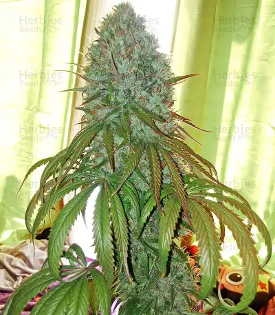 Zombie Kush feminized seeds
