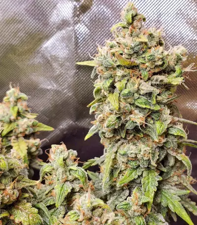 Original Afghan Kush Seeds