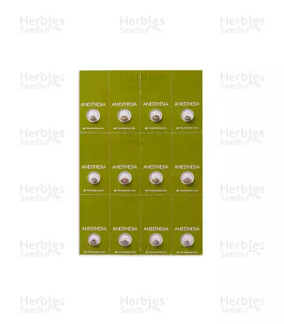 Anesthesia (Pyramid Seeds)