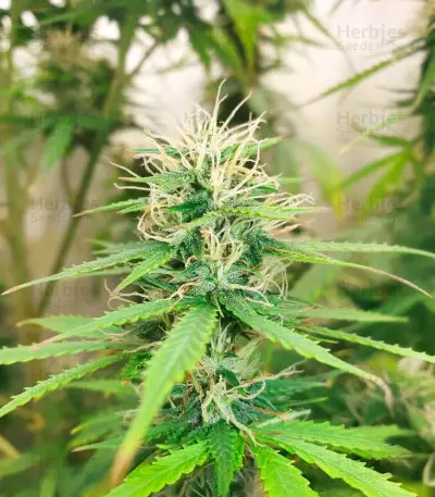 Graines de cannabis Auto Super OG Kush (Pyramid Seeds)