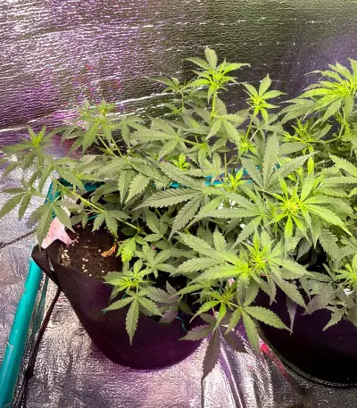 Graines de cannabis Auto Super OG Kush (Pyramid Seeds)