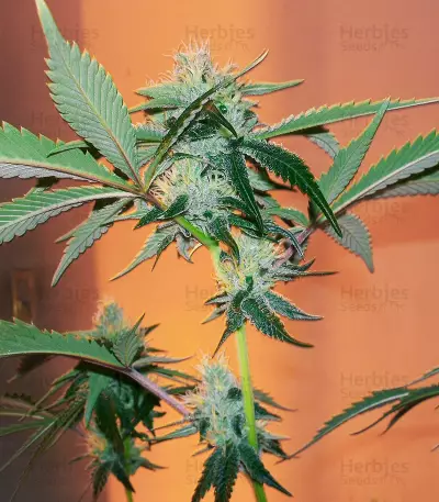 Caramelo Early Version Seeds (Delicious Seeds)