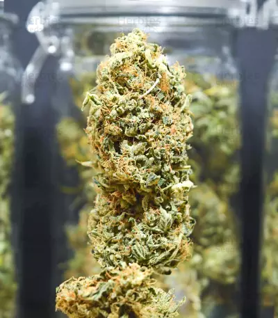 CBD Mango Haze (CBD Crew)