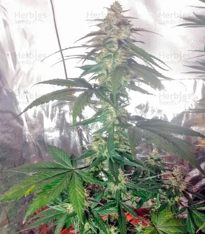 Cream Caramel Auto Feminized seeds