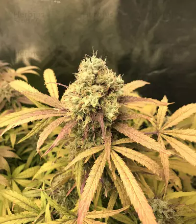 Critical Automatic Seeds