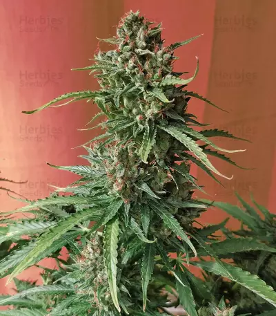 DO-SI-DOS Seeds