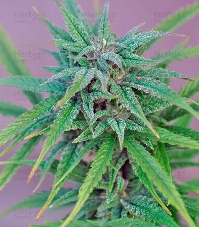 Semi femminizzati Exodus Cheese