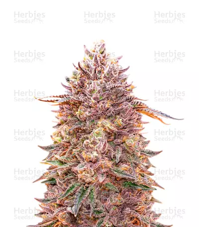 G13 Auto Feminized Seeds (Herbies Seeds USA)