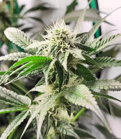 Gary Payton Feminized Seeds (Barney’s Farm)