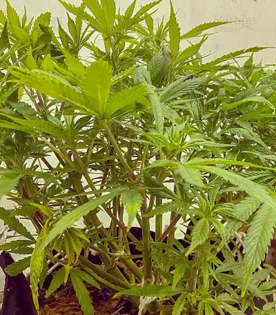 Gelato 33 Seeds (Flavour Chasers Seeds)