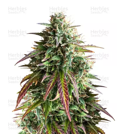 Girl Scout Cookies Auto feminized seeds (Auto Seeds)