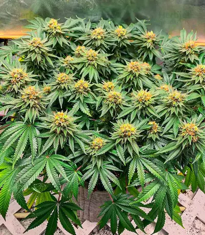 Girl Scout Cookies Fast Version feminisierte Samen (EGS)